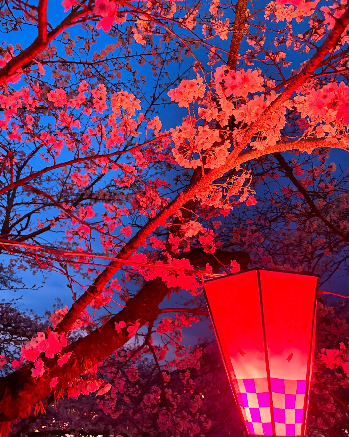 八幡山の夜桜🌸🌸🌸